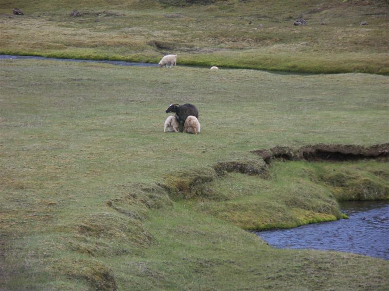 Iceland Sheep nursing.jpg